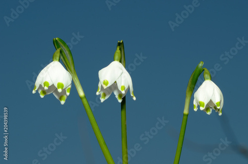 Maerzenbecher, Blueten Nahansicht photo