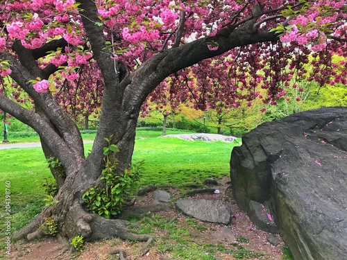 Central Park, New York City spring