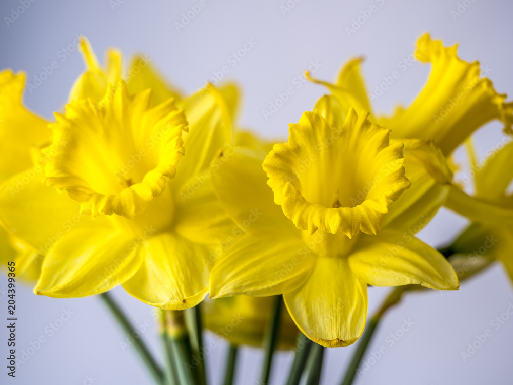 Obraz premium daffodil in studio setting