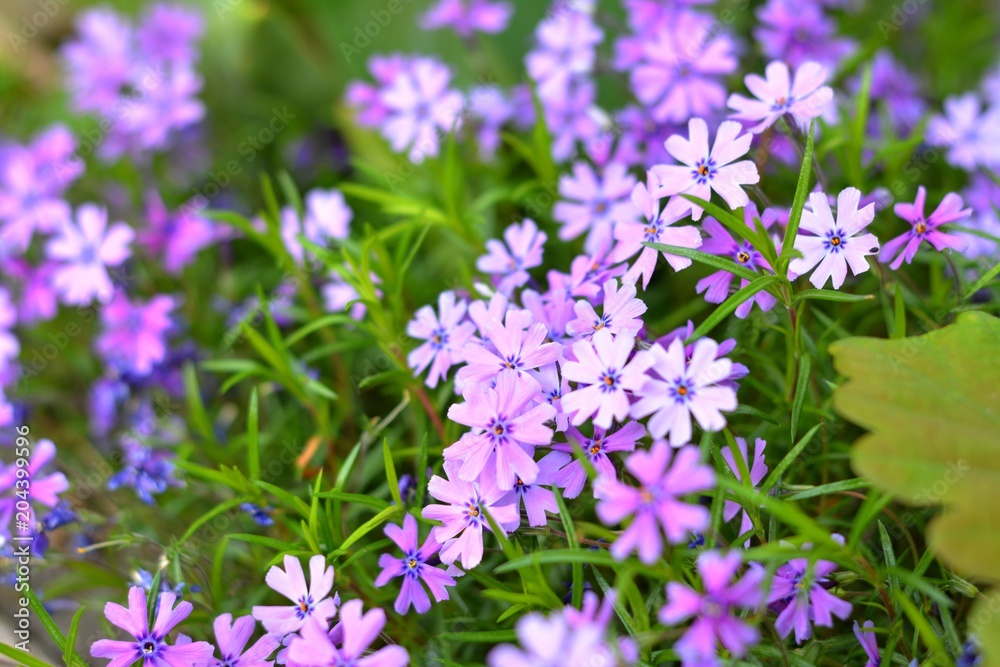 Fleurs du jardin Fleurs du jardin
