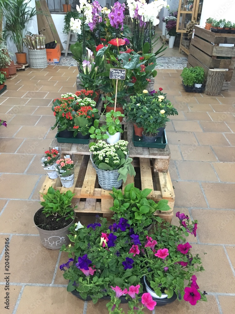 Spring Flowers in Flower Pots in a Flower Shop 