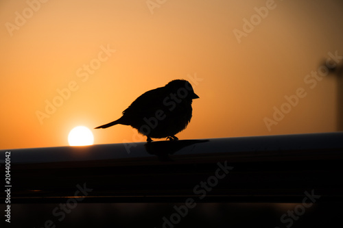sparrow silhouette in an orange sky