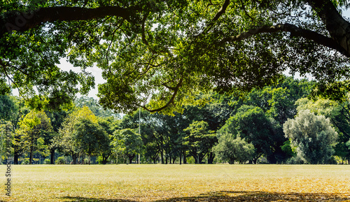 Field and treeline landscape, with tree branches framing the image on a summer hot day and blue sky