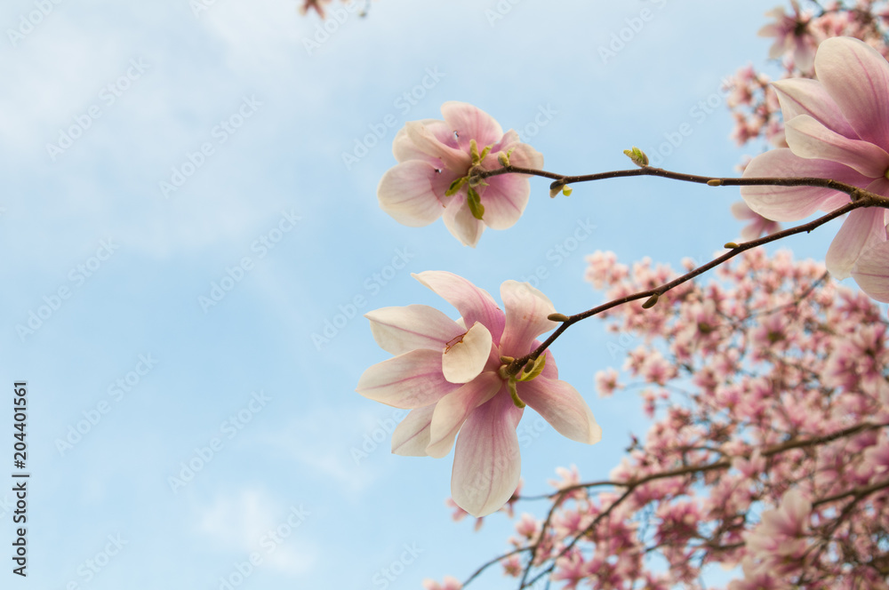 Branches of magnolia in full bloom against a blue sky