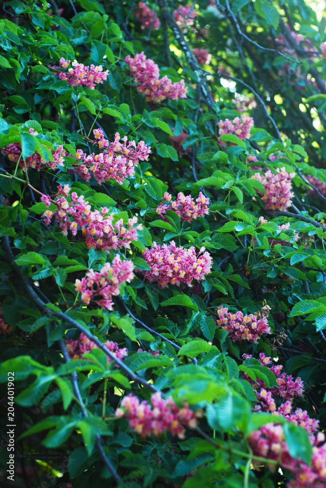 Blooming Chestnut Tree. Pink Blossomed flowers of a Chestnut Tree. Flowers and Gardening. Blooming Chestnut Tree. Pink Blossomed flowers of a Chestnut Tree. Flowers and Gardening.