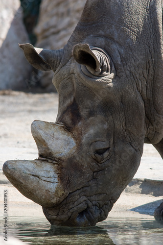 Ceratotherium simum - Rinoceronte bianco photo