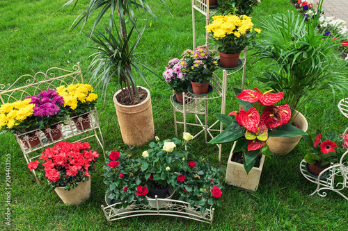 Flowers in the garden for l...