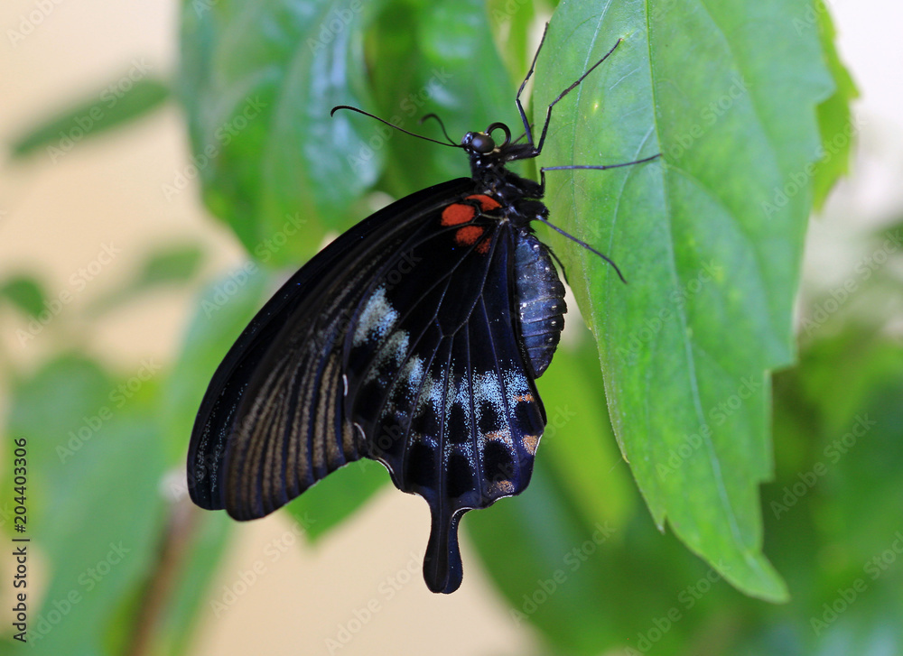 Naklejka premium Бабочка Papilio lowi крупным планом