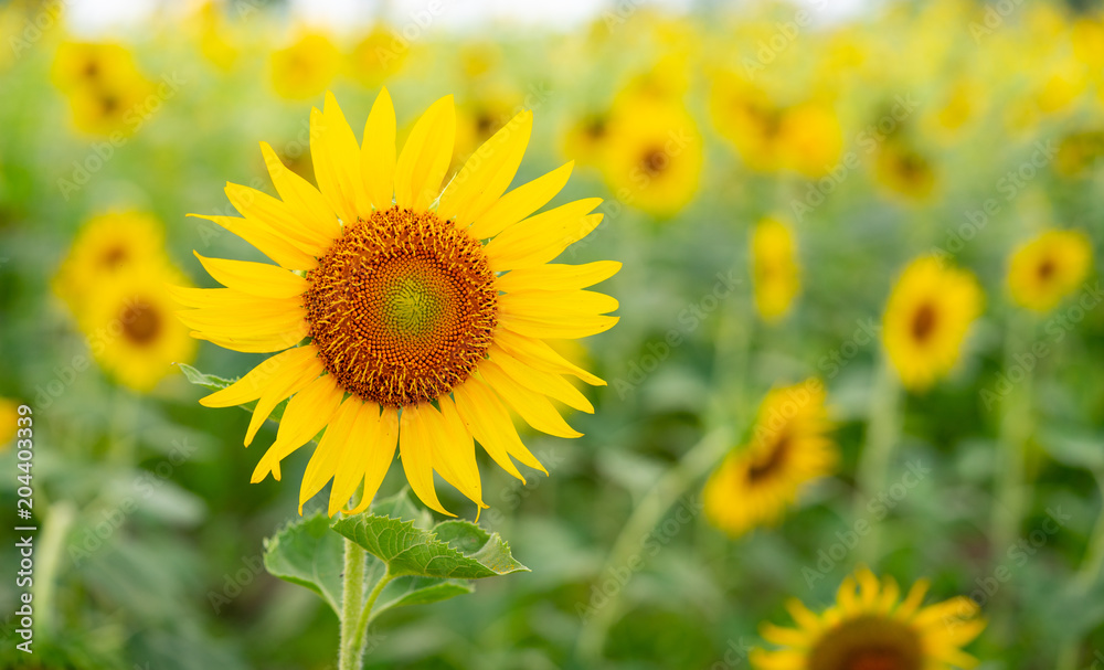 Bright sunflowers, Sunflower field landscape.