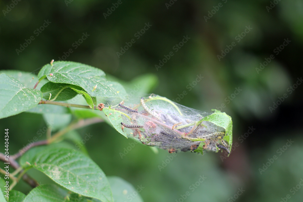 Von der Raupe zum Schmetterling Von der Raupe zum Schmetterling