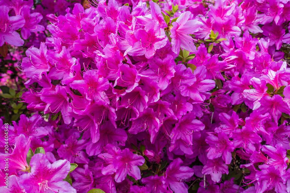 Background Pink Azaleas 2