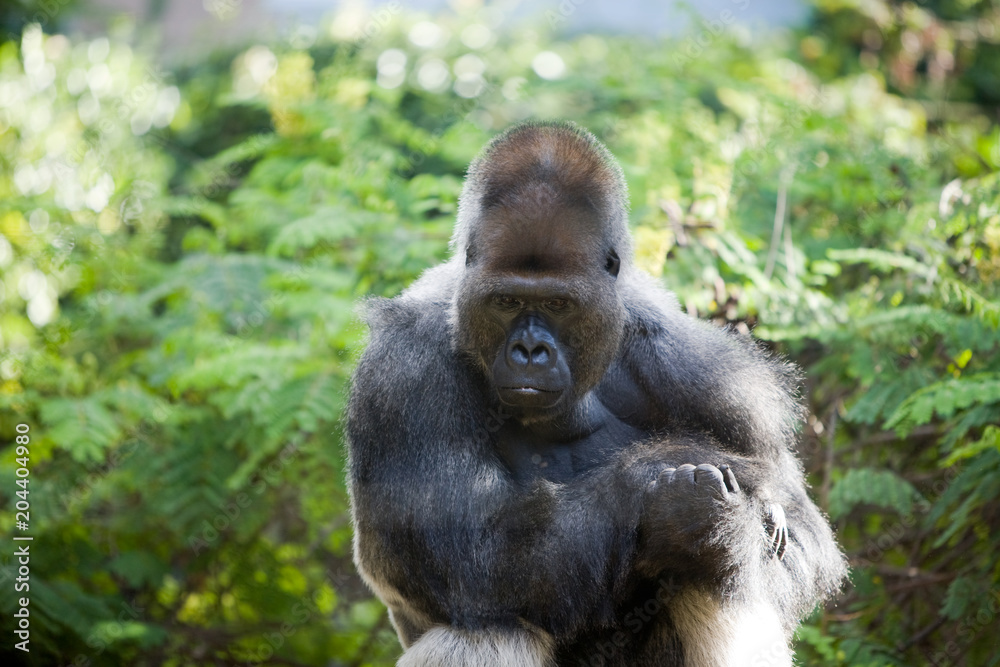 Gorilla gorilla - Gorilla
