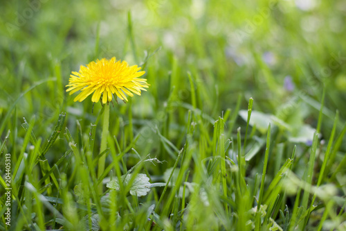 Yellow dandelion in green grass.