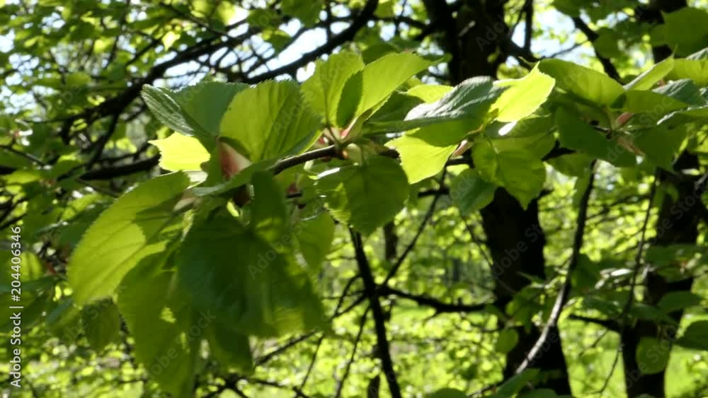 Green Leaves Of Tree In Sunny Spring Day