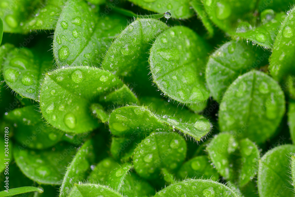 Green foliage Green foliage