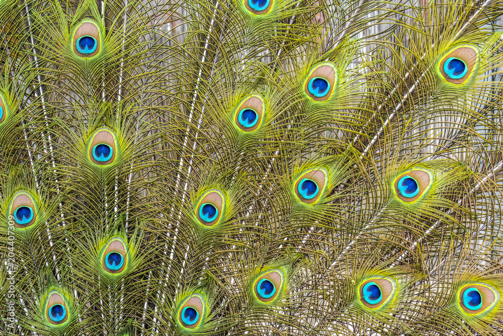 Obraz premium Background from colorful peacock feathers - detail