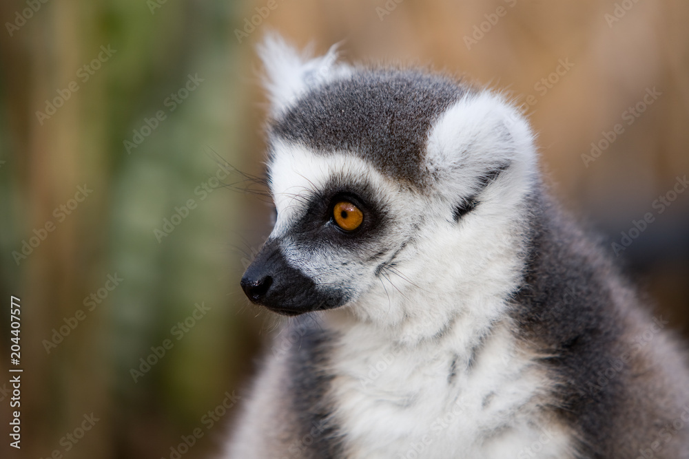 Lemur catta - Lemure catta Lemur catta - Lemure catta