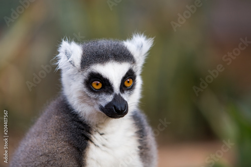 Lemur catta - Lemure catta