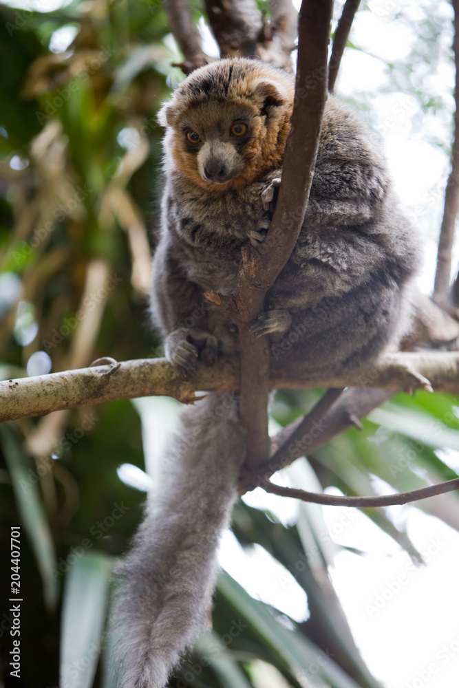 Fototapeta premium Lemur mongoz - Lemure mongoz