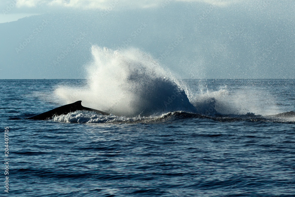 Fototapeta premium Humpback whale tail slapping.