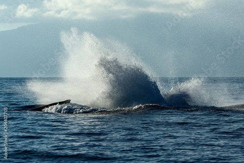 Humpback whale tail slapping. © davidhoffmann.com