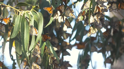 Monarch Butterfly Migration