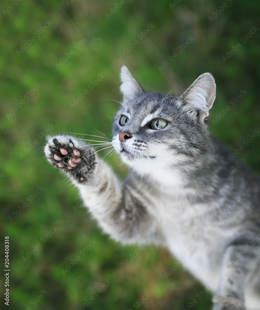 funny curious striped kitten pulls nose and paws up funny curious striped kitten pulls nose and paws up