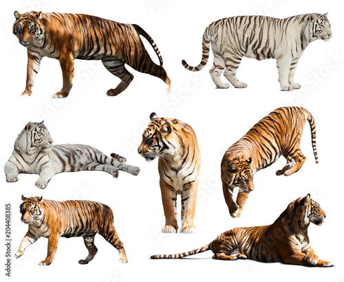  set of tigers. Isolated  over white