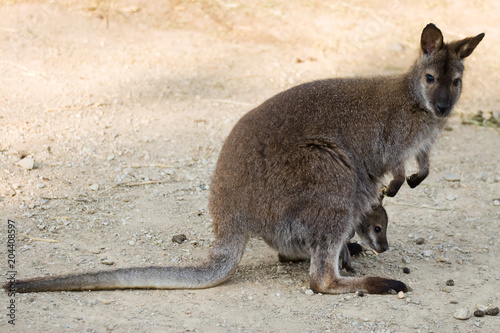 Macropus rufogriseus - Wallaby dal collo rosso