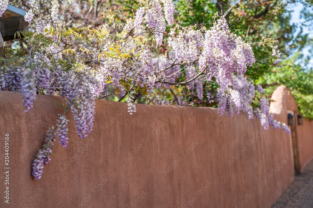 Fototapeta premium Wisteria over adobe wall santa fe new mexico