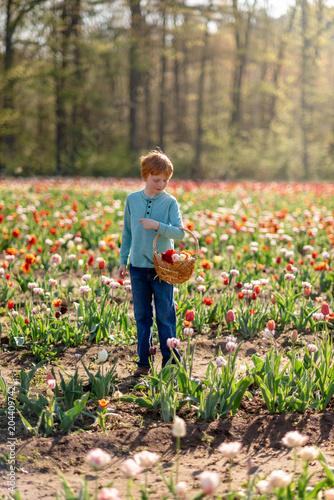 Boy Picking Tulips