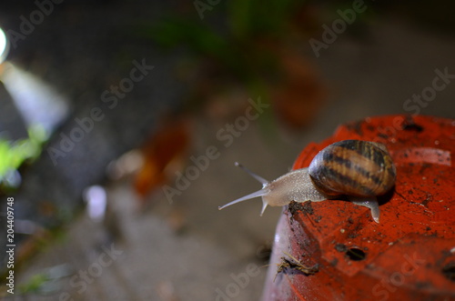 Caracol arriba de maceta vacía 2 photo