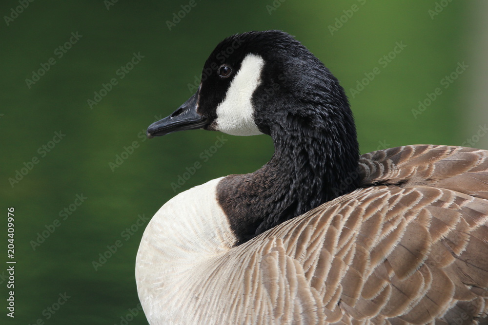 Fototapeta premium Bernache du Canada