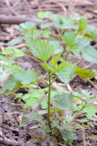 Wallpaper Mural Young Nettle Close-up Torontodigital.ca