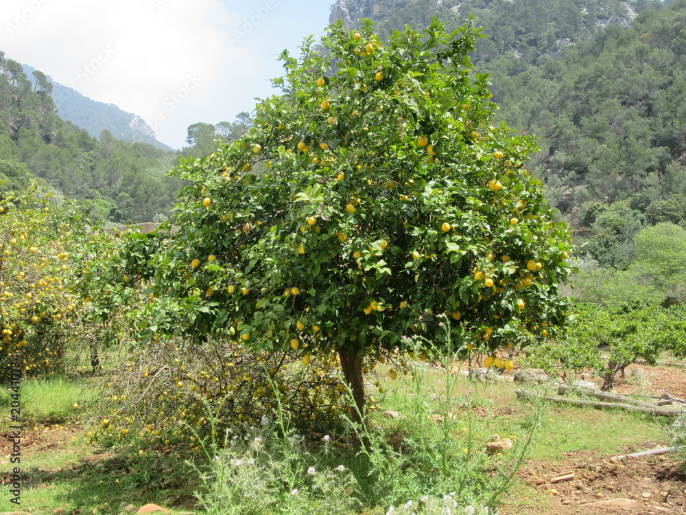 Fototapeta premium Lemon tree in mountains