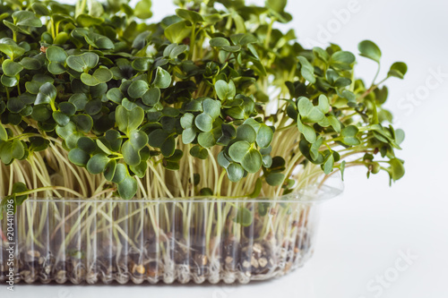Ecologically clean food. Microgreen on a white background (close)