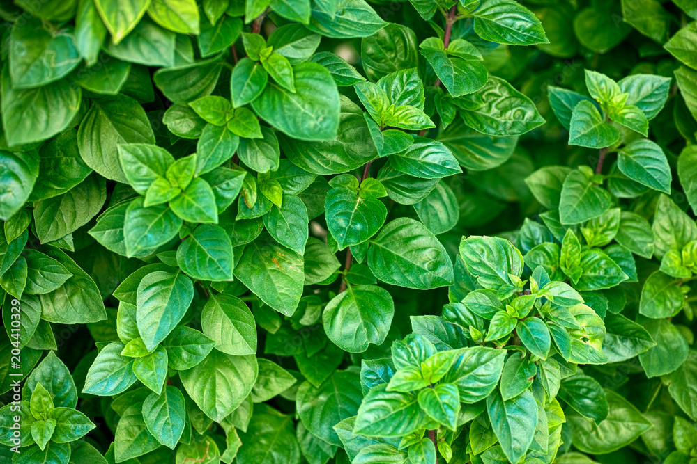 Green basil bushes. Green basil bushes.