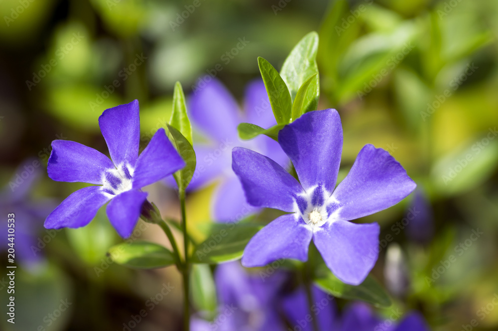 Vinca minor lesser periwinkle flower, common periwinkle in bloom, ornamental creeping flowers Vinca minor lesser periwinkle flower, common periwinkle in bloom, ornamental creeping flowers