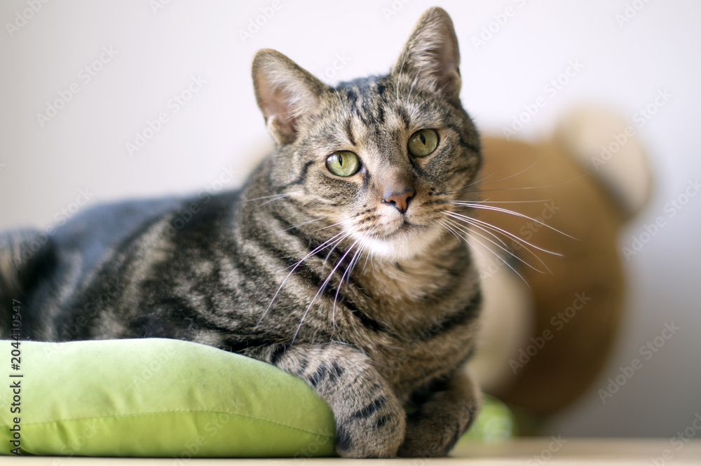Portrait of cute marble striped cat in lime green cat bed, single animal, eye contact, teddy bear toy on background