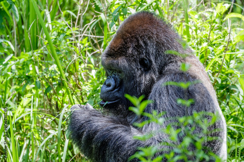 African Gorilla