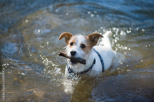 Hund holt Stöckchen aus dem Wasser © DoraZett