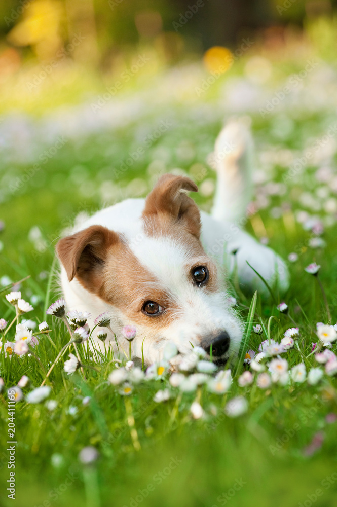 Liegender Terriermischling liegt in einer Frühlingswiese Liegender Terriermischling liegt in einer Frühlingswiese