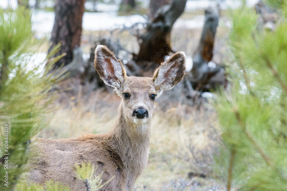 Wild Deer on the High Plains of Colorado Wild Deer on the High Plains of Colorado