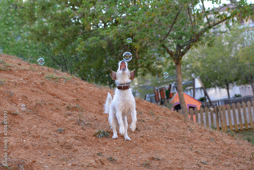 Obraz premium JACK RUSSELL DOG PLAYING WITH SOAP BUBBLES IN A PARK