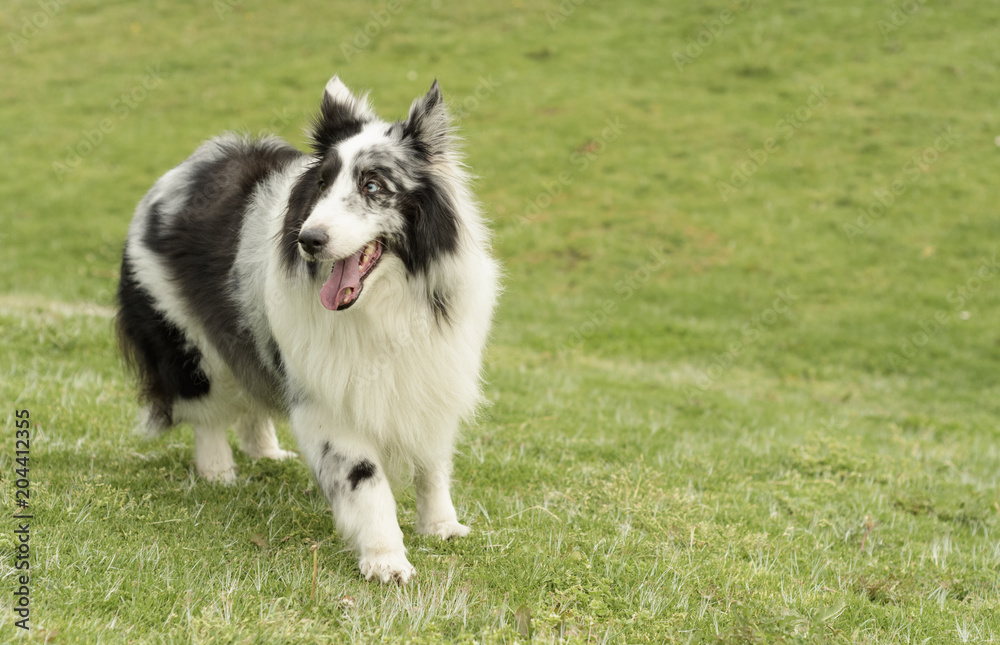 Fototapeta premium Collie en el parque