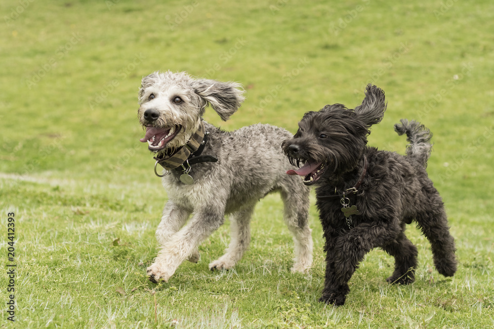 Perros en el parque 