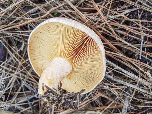 Bloody milk cap mushroom photo