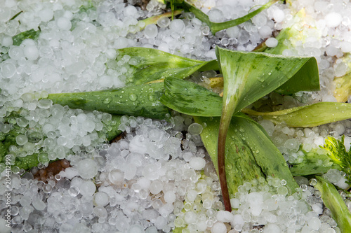 Canvas Print spring tulips destroyed by hailstorm