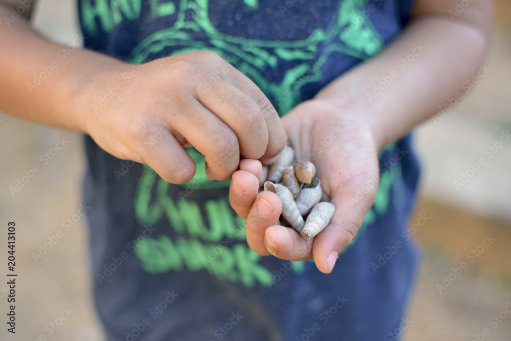 LITTLE HANDS CHILD HOLDING SNAIL SHELLS LITTLE HANDS CHILD HOLDING SNAIL SHELLS