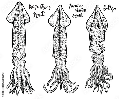 Squid vector hand drawn illustrations. Seafood drawings.